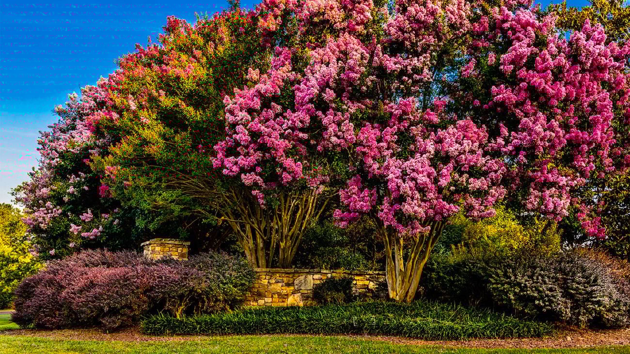 Crepe Myrtle