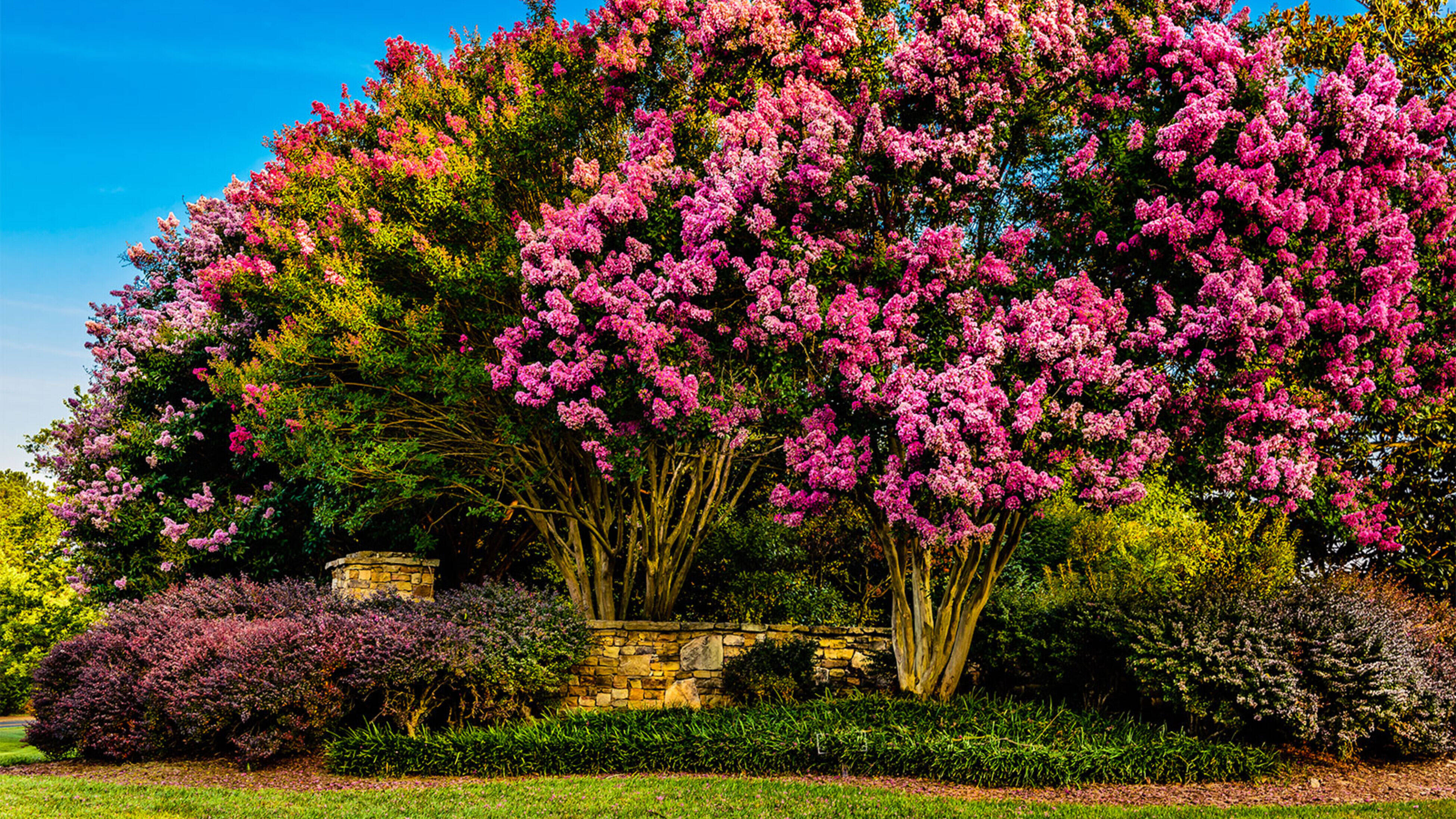 Crepe Myrtle
