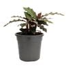120mm Furry Feather Calathea - Calathea rufibarba