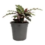 120mm Furry Feather Calathea - Calathea rufibarba