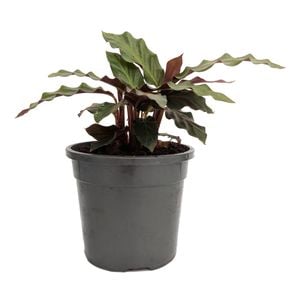 120mm Furry Feather Calathea - Calathea rufibarba