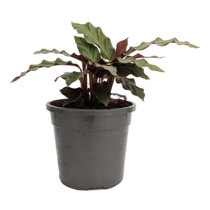 120mm Furry Feather Calathea - Calathea rufibarba