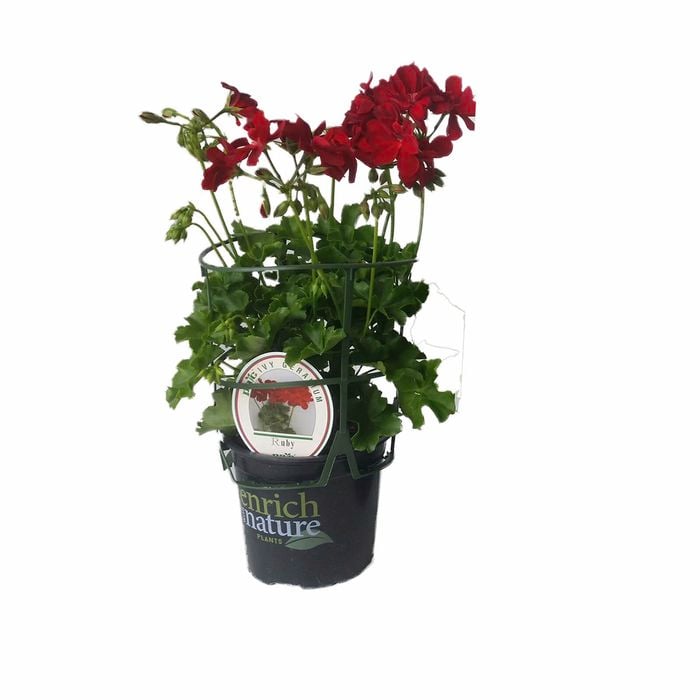 130mm Assorted Ivy Geranium - Pelargonium peltatum
