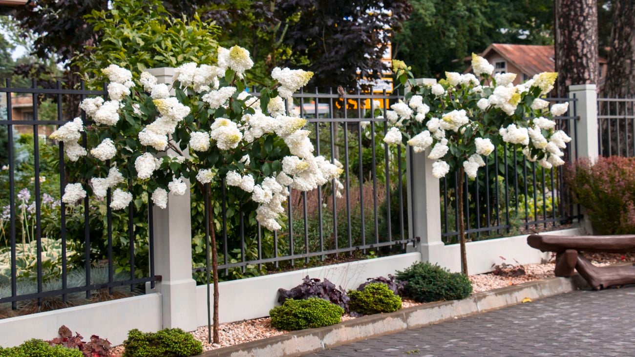A panicled hydrangea