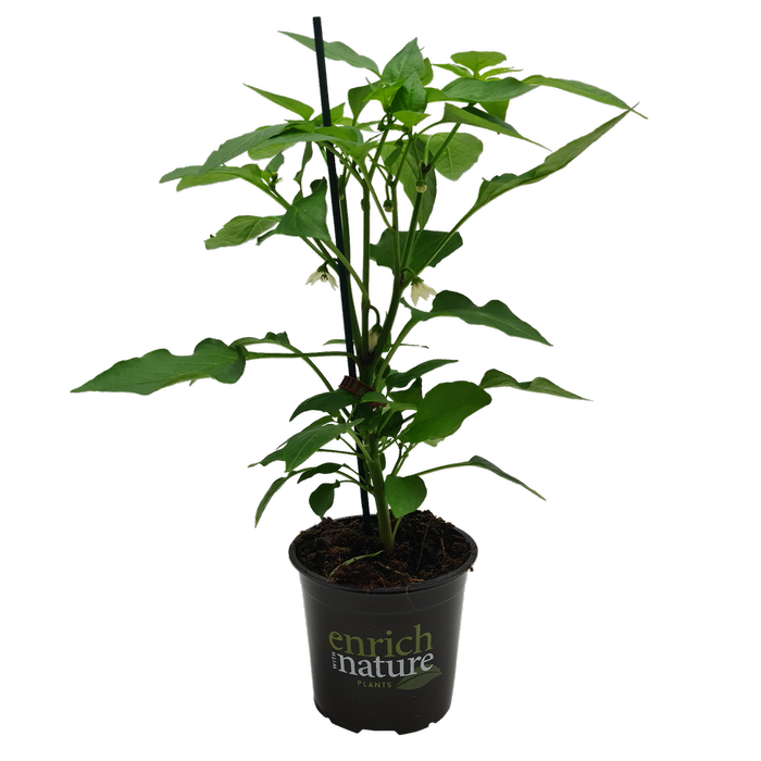 130mm Pillar Peppers™ F1 Sweet Red - Capsicum annuum