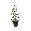 10L Michelia Fairy Blush 