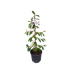 10L Michelia Fairy Blush 