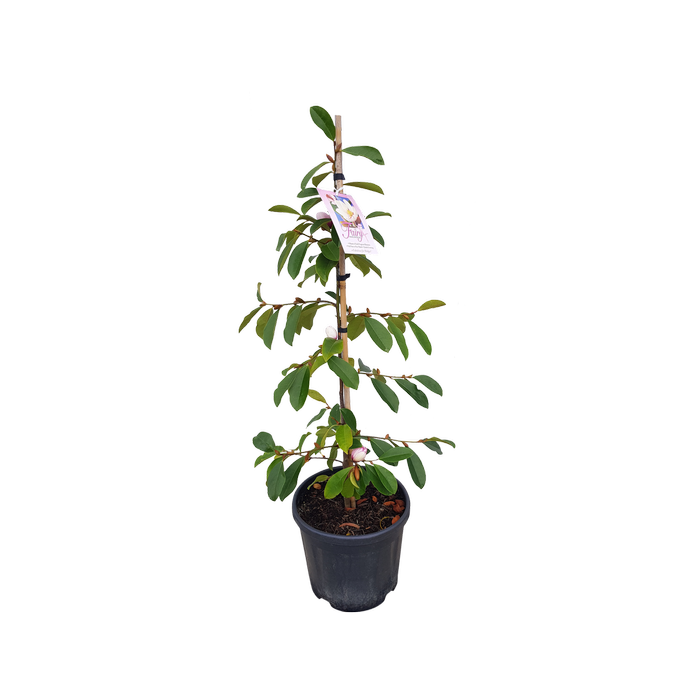 10L Michelia Fairy Blush 