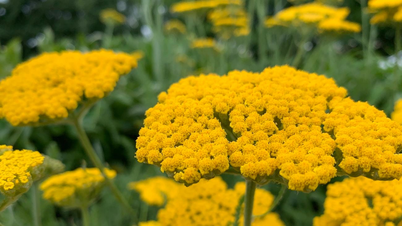 close up of a yellow yarrow plant