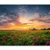 Sunset Sky & Wild Field Purple Flowers  Print 100% Australian Made 120 x 90cm  (Stretched)