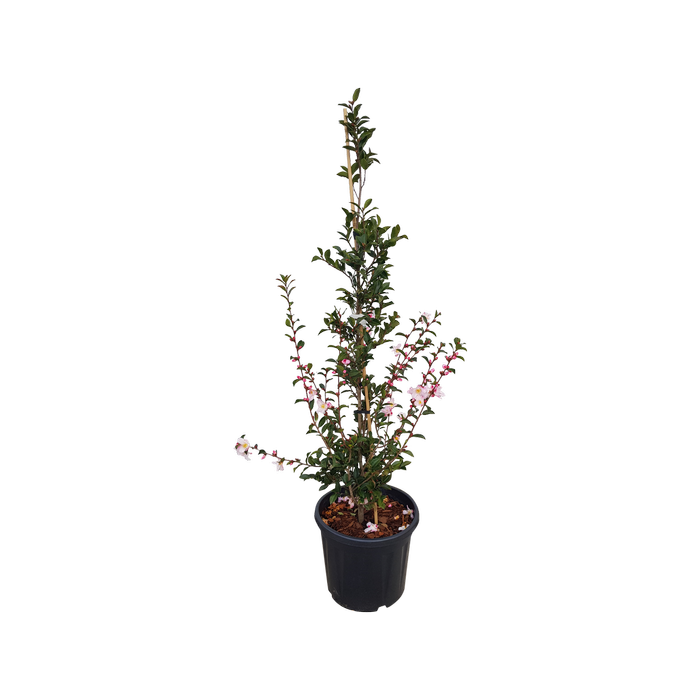 20L Camellia Fairy Blush - Camellia Hybrid