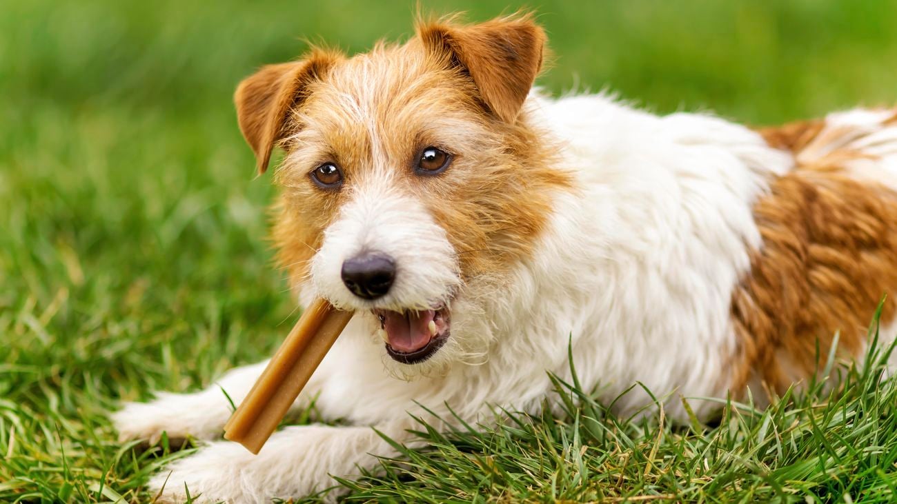 Dog lying on lawn, chewing on a Pedigree Dentastix.