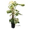 170mm Monstera Albo - Monstera variegated