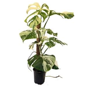 170mm Monstera Albo - Monstera variegated