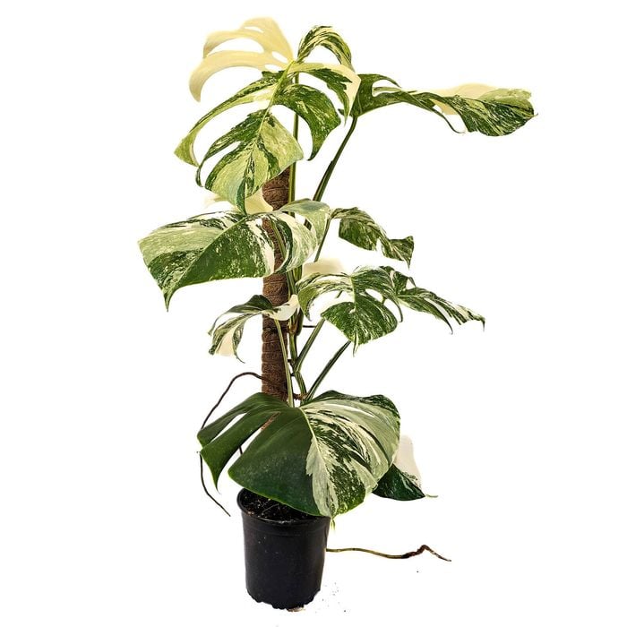 170mm Monstera Albo - Monstera variegated