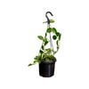 125mm Choukei Hanging Basket - Hoya