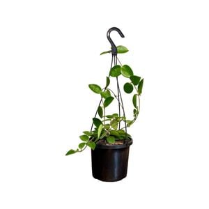 125mm Choukei Hanging Basket - Hoya