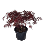 10L Weeping Japanese Maple - Acer palmatum dissectum 'Crimson Princess'