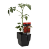125mm Tomato Trussty -  Lycopersicum esculentum