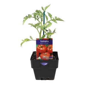 100mm Tomato Beef Steak - Lycopersicon esculentum
