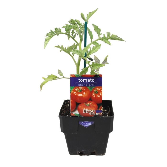 100mm Tomato Beef Steak - Lycopersicon esculentum