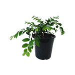 180mm Dwarf Chinese Fringe Flower - Loropetalum chinensis