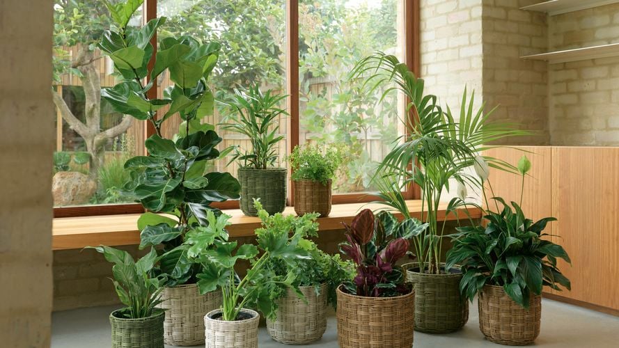 Collection of indoor plants in woven pots near a sunlit window.