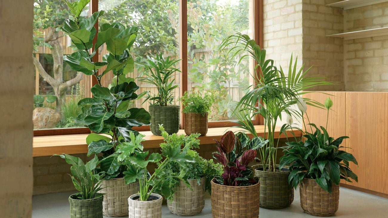 Collection of indoor plants in woven pots near a sunlit window.