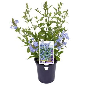 140mm Royal Cape - Plumbago auriculata