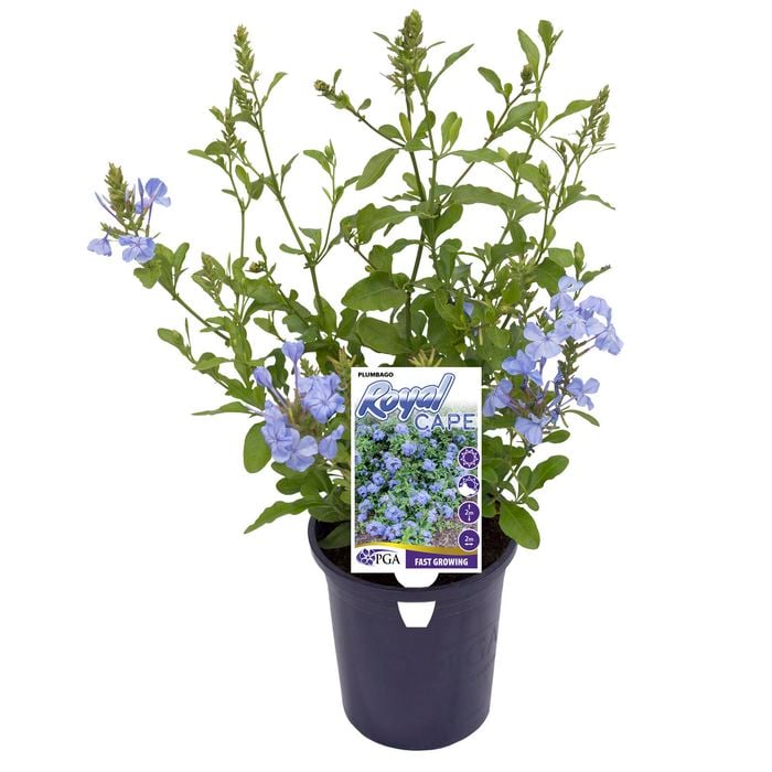 140mm Royal Cape - Plumbago auriculata
