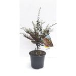 140mm Boronia - Boronia megastigma