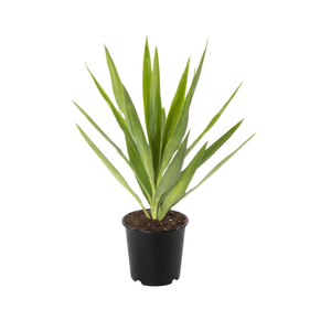 190mm Yucca Elephantipes