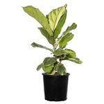 200mm Dwarf Fiddle Leaf Fig - Ficus lyrata Bambino
