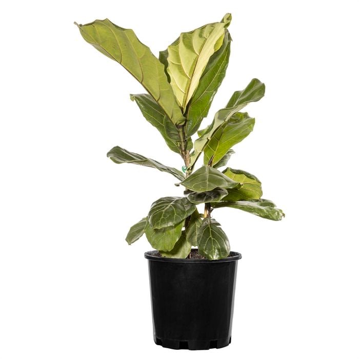200mm Dwarf Fiddle Leaf Fig - Ficus lyrata Bambino