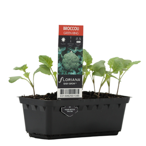 Broccoli Green King Punnet - Brassica oleracea var. italica