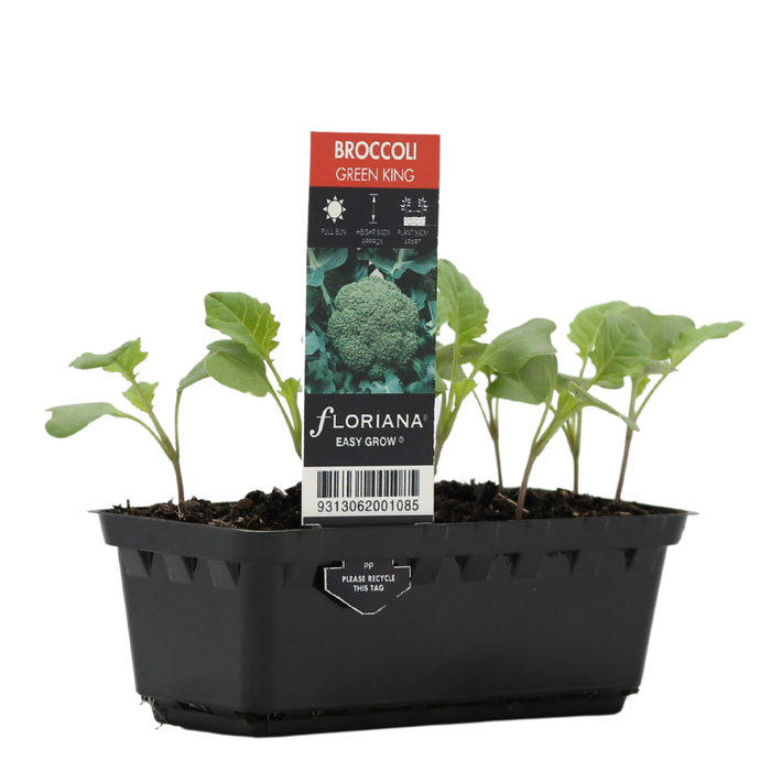 Broccoli Green King Punnet - Brassica oleracea var. italica