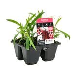 4 Cell Dianthus Regal Mix - Dianthus chinensis