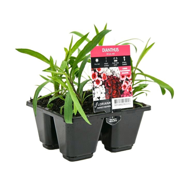 4 Cell Dianthus Regal Mix - Dianthus chinensis