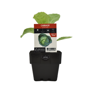 100mm Cabbage Sugar Sweet - Brassica oleracea hybrid F1