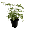 140mm Silver brake fern - Pteris argyraea