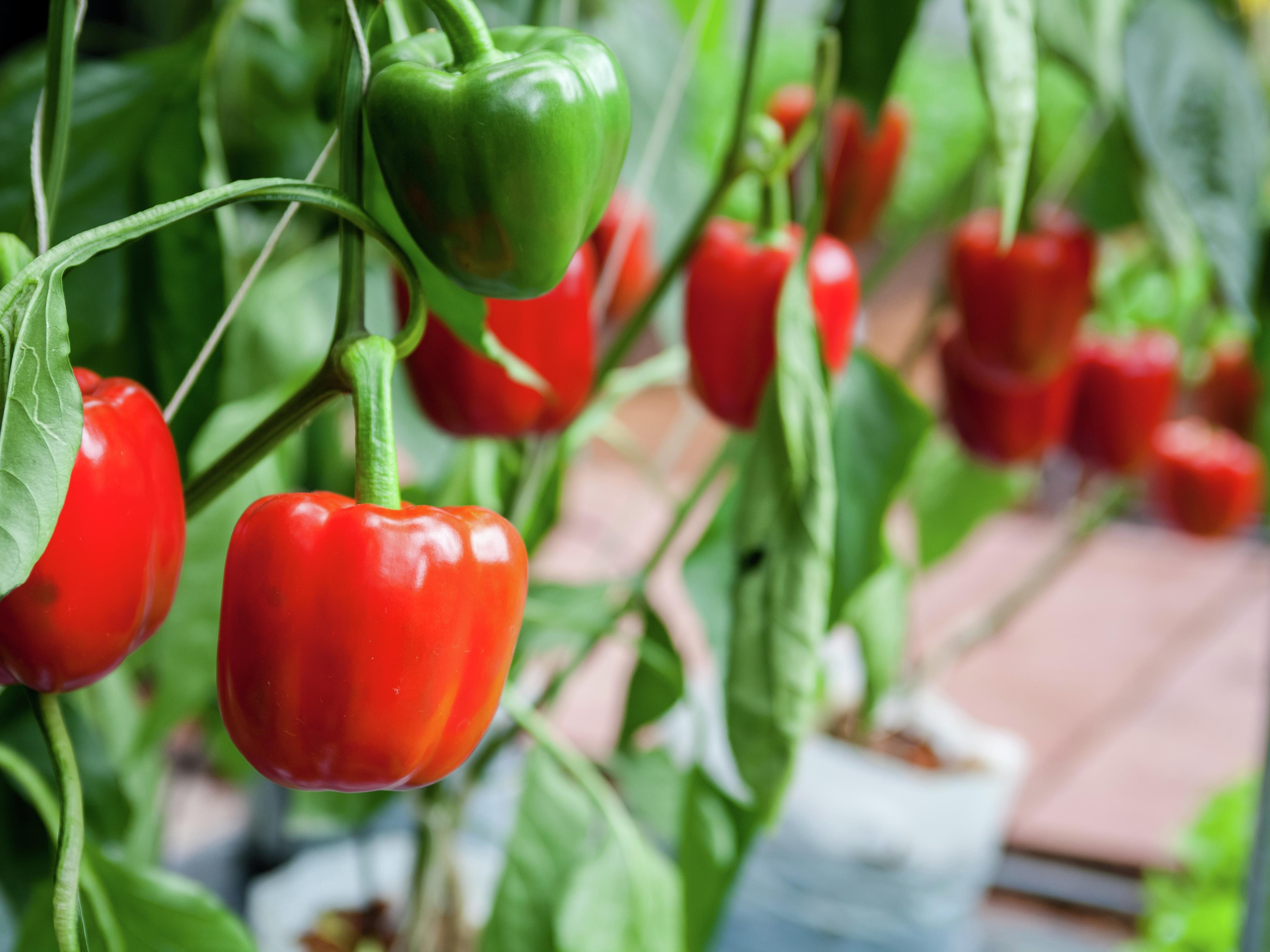 How To Plant And Grow Capsicum Bunnings Australia