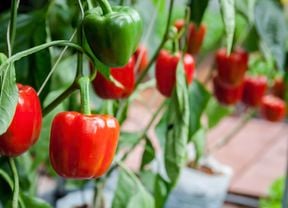 Capsicums ripening on the branch