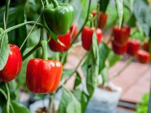 Wide angle of red capsicums growing on a vine
