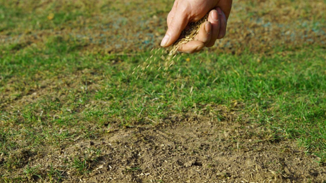 Hand throwing brown grass seeds onto patchy lawn.