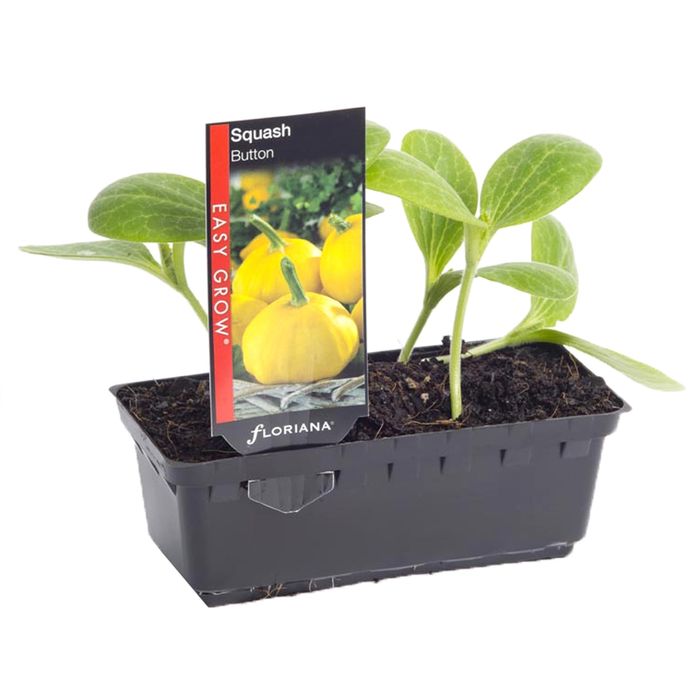 Squash Button Punnet - Cucurbita pepo