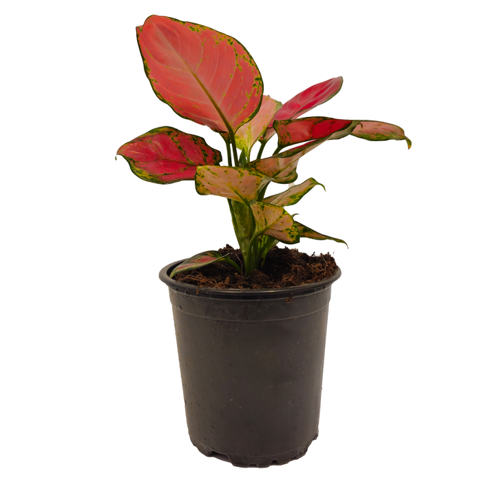 120mm Chinese Evergreen - Aglaonema commutatum Beauty