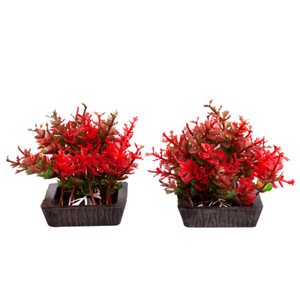 Aqua One Ecoscape Foreground Catspaw 2pk Red (28296)