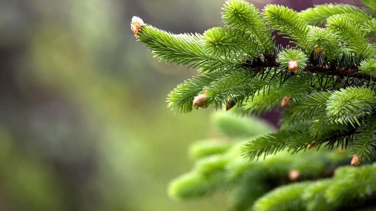 close up of pine fronds