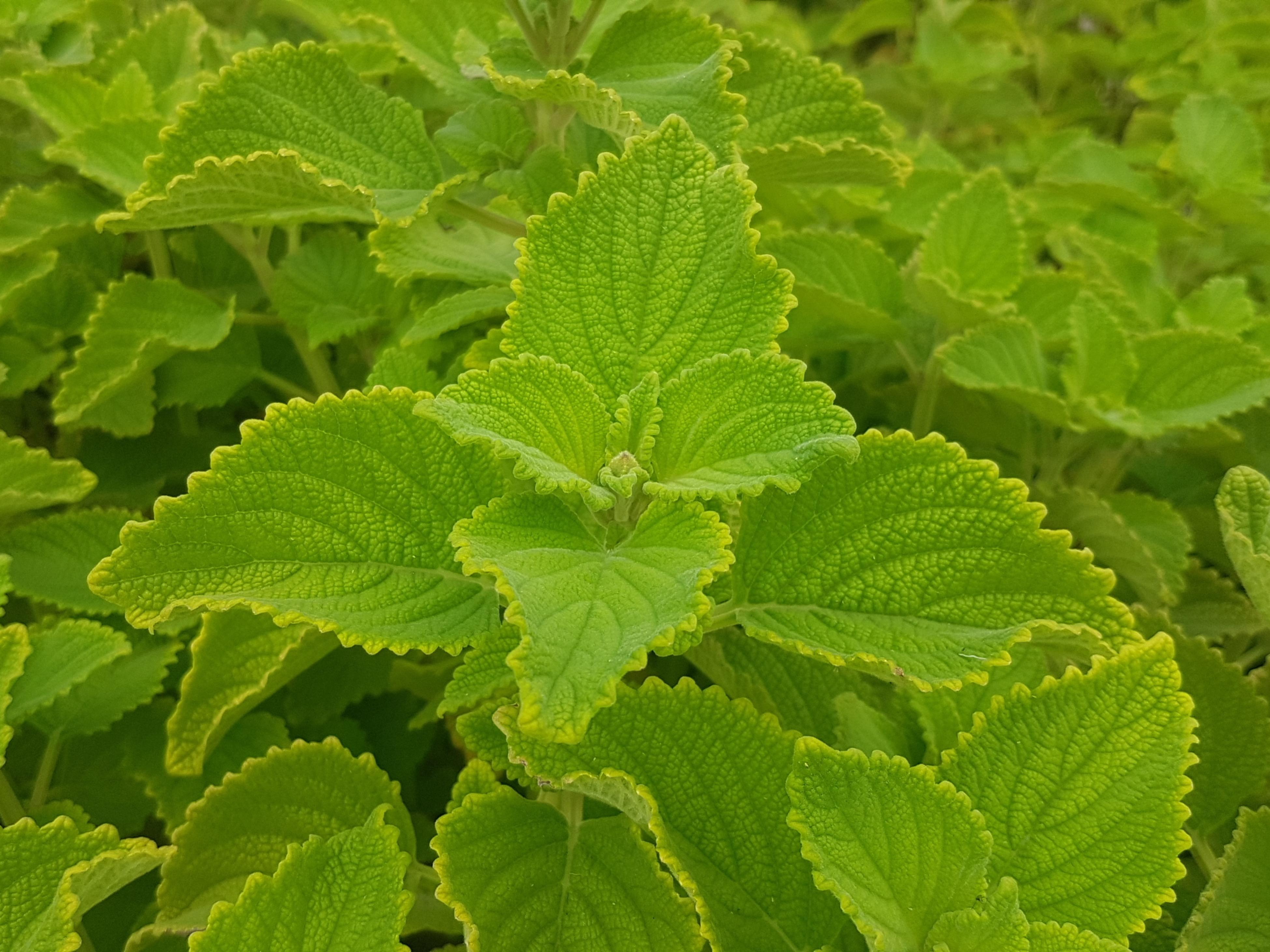 How To Grow Bush Basil - Bunnings Australia