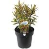 200mm Hebe SURF Coast PBR - Hebe speciosa